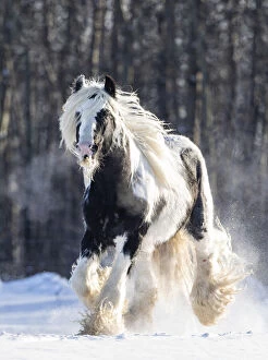 Alberta Gallery: Gypsy vanner stallion cantering through snow. Alberta, Canada. February