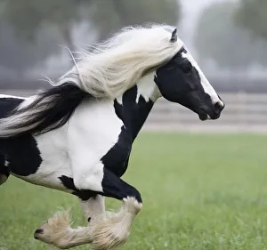 Gypsy Vanner stallion running in paddock, Ojai, California, USA