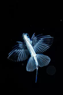 Images Dated 28th October 2019: Gyre flyingfish (Prognichthys glaphyrae) photographed in the Sargasso Sea, Atlantic Ocean