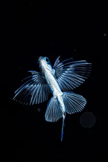 Pelagic Prints: Gyre flyingfish (Prognichthys glaphyrae) photographed in the Sargasso Sea, Atlantic Ocean