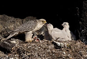Images Dated 10th June 2009: Gyrfalcon (Falco rusticolus) feeding chick, Thingeyjarsyslur, Iceland, June 2009