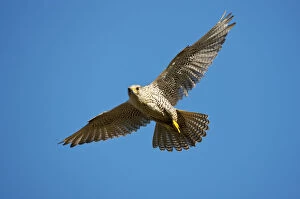 Images Dated 7th June 2009: Gyrfalcon (Falco rusticolus) in flight, Thingeyjarsyslur, Iceland, June 2009