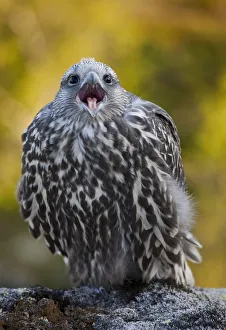 Images Dated 9th July 2009: Gyrfalcon (Falco rusticolus) juvenile calling, Thingeyjarsyslur, Iceland, July 2009
