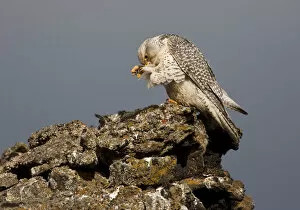 Images Dated 13th June 2009: Gyrfalcon (Falco rusticolus) preening, Myvatn, Thingeyjarsyslur, Iceland, June 2009