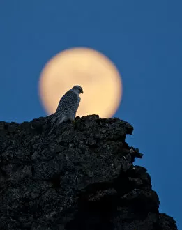Images Dated 8th April 2009: Gyrfalcon (Falco rusticolus) on rock silhouetted against full moon, Myvatn, Thingeyjarsyslur