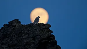 Silhouettes Prints: Gyrfalcon (Falco rusticolus) on rock silhouetted against full moon