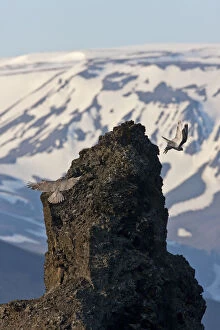 Two Gyrfalcons (Falco rusticolus) in flight, one landing on rock the other taking off