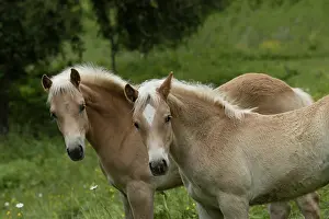 Side By Side Prints: Two Haflinger colts, portrait, Hinterglemm, Austria. June