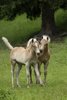 Foals Prints: Two Haflinger colts, portrait, Hinterglemm, Austria. June