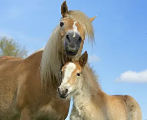 Haflinger horse mare and foal in meadow, Norfolk, England, UK, March