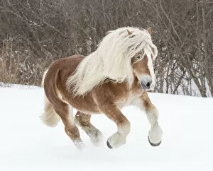 Images Dated 24th August 2020: Haflinger stallion galloping through snow. Quebec, Canada. January