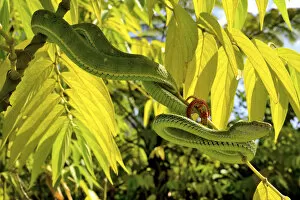 Asian Lancehead Gallery: Hagens pit viper (Trimeresurus hageni) in tree, Sumatra