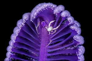 Black Background Prints: Haig's porcelain crab (Porcellanella haigae) climbing on an extended purple Seapen (Virgularia sp)