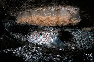 Protector Prints: Hairchin goby (Sagamia geneionema) male
