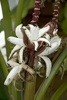 Hairy banana (Musa velutina), self peeling exposing flesh to aid seed dispersal by birds