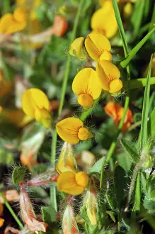 Rosanae Prints: Hairy bird's-foot-trefoil (Lotus subbiflorus) in flower