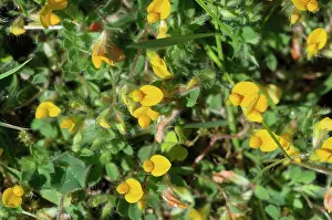 Rosanae Prints: Hairy bird's-foot-trefoil (Lotus subbiflorus) in flower