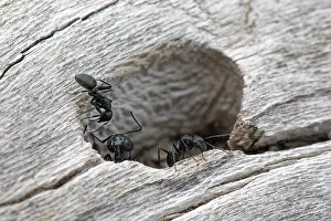 Greece Prints: Hairy carpenter ant (Camponotus vagus)