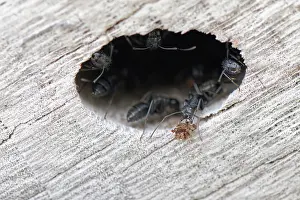 Greece Prints: Hairy carpenter ant (Camponotus vagus)