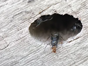 Greece Prints: Hairy carpenter ant (Camponotus vagus)