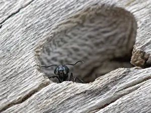 Greece Prints: Hairy carpenter ant (Camponotus vagus) soldier guarding the colony entrance in an old log on a beach
