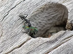 Greece Prints: Hairy carpenter ant (Camponotus vagus) worker bringing Flower beetle (Oedemeridae)