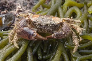 Marine Life of the Channel Islands by Sue Daly Gallery: Hairy Crab (Pilumnus hirtellus) on seaweed on the beach, Sark, British Channel Islands