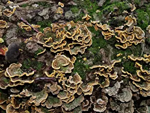 London Prints: Hairy curtain crust (Stereum hirsutum), Coulsdon Common, Surrey, England, UK. October