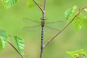 Aeshnidae Collection: Hairy dragonfly (Brachytron pratense) male, resting on plant stem