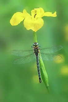 Damselfly Prints: Hairy dragonfly (Brachytron pratense) male