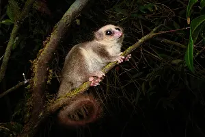 Hairy-eared dwarf lemur (Allocebus trichotis) climbing along branch at night, Maromizaha Forest, near Andasibe-Mantadia National Park, eastern Madagascar. Endangered