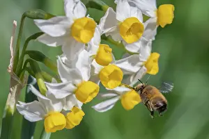 Daffodil Prints: Hairy footed flower bee (Anthophora plumipes) in flight