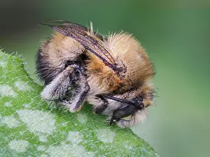 Apidae Prints: Hairy footed flower bee (Anthophora plumipes) male