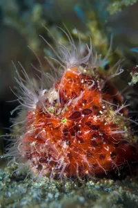 Images Dated 15th March 2016: Hairy frogfish (Antennarius striatus) on a sandy seabed. Anilao, Batangas, Luzon, Philippines