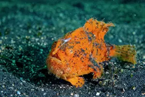 Hairy frogfish (Antennarius striatus) resting on seabed, Lembeh Strait, North Sulawesi, Indonesia, Pacific Ocean