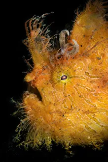 Hairy frogfish / Striated frogfish (Antennarius striatus), portrait, Raja Ampat, West Papua, Indonesia, Pacific Ocean