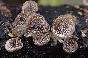 Agaricales Prints: Hairy oysterling (Resupinatus trichotis) fungi, Antola park, Genoa, Italy. October