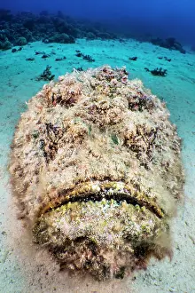 Hairy reef stonefish (Synanceia verrucosa) camouflaged on sandy seabed, Gubal Island, Egypt, Red Sea