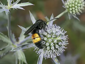 Umbelliferae Prints: Hairy scolid wasp (Scolia hirta) nectaring on Eryngo (Eryngium sp)