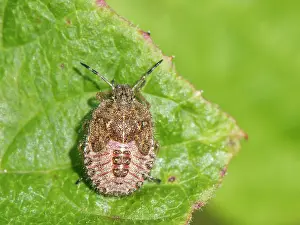 Nymph Prints: Hairy shieldbug (Dolycoris baccarum) nymph, portrait, Wiltshire, England, UK. August