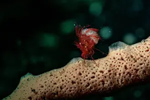 Crustracea Prints: Hairy shrimp (Phycocaris simulans) with eggs on a sponge