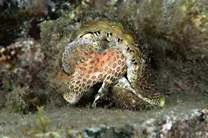 Caenogastropoda Prints: Hairy triton (Monoplex parthenopeus) on seabed, Tenerife, Canary Islands, Atlantic Ocean