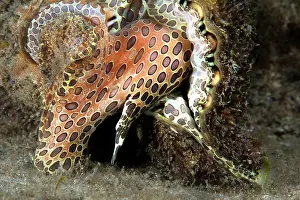 Caenogastropoda Prints: Hairy triton (Monoplex parthenopeus) on seabed, Tenerife, Canary Islands, Atlantic Ocean