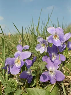 Hairy violet (Viola hirta) clump flowering in a chalk grassland meadow, Wiltshire, UK
