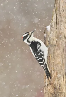Hairy woodpecker (Picoides villosus) male in snowstorm, Freeville, New York, USA, February