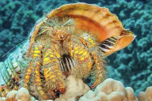 Hairy Prints: Hairy yellow hermit crab (Aniculus maximus) in its home of a Triton trumpet shell (Charonia tritonis)