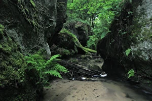 Halerbach / Haupeschbach flowing between large moss covered rocks with Male ferns