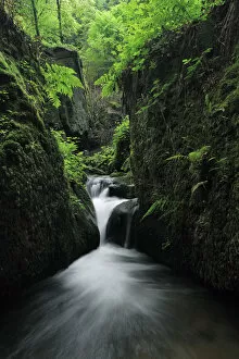 Images Dated 28th May 2009: Halerbach / Haupeschbach, a small stream flowing past moss covered rocks in forest