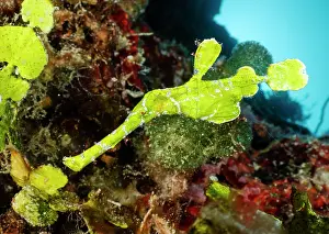 Luminosity Prints: Halimdea ghost pipefish (Solenostomus halimeda) swimming over coral reef