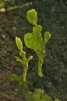 Halimeda ghost pipefish (Solenostomus halimeda) mimicking the halimeda algae. Sulu sea